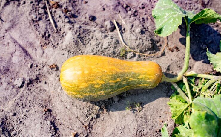 Zucchini with long stem and big leaves growing on garden bed