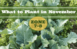 What to Plant in November in USDA Zones 7-8