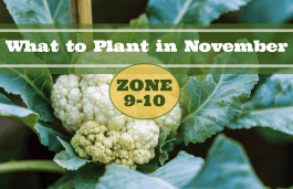 What to Plant in November in USDA Zones 9-10