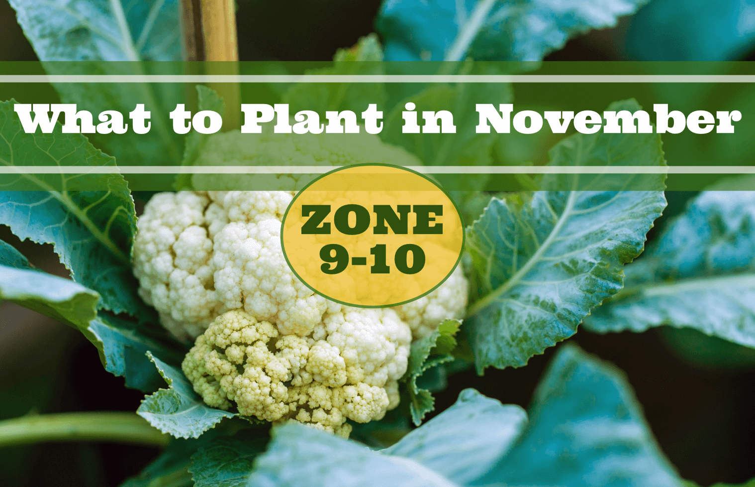 What to Plant in November in USDA Zones 910 Food Gardening Network