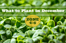 What to Plant in December in USDA Zones 4-6