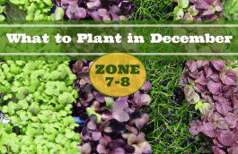 What to Plant in December in USDA Zones 7-8