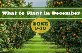 What to Plant in December in USDA Zones 9-10