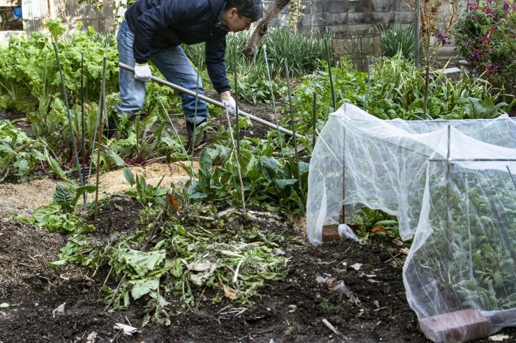 Man cultivating in garden