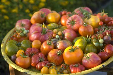 10 Best Companion Plants for Tomatoes