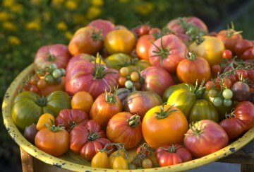Multicolored organic heirloom tomatoes
