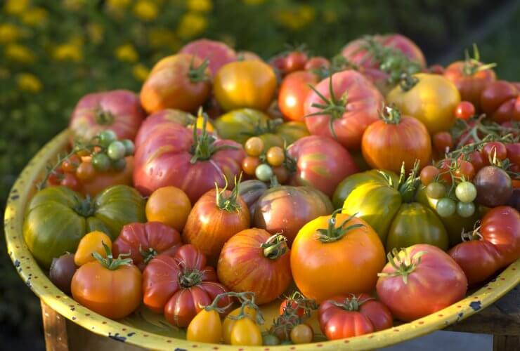 Multicolored organic heirloom tomatoes