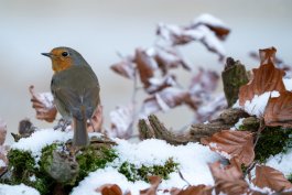 To Clean Your Garden Bed, Or Leave it To the Birds?