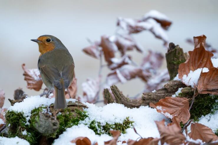 Robin in wintertime