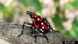 About Spotted Lanternfly in the Garden