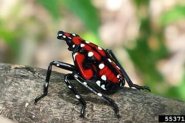 About Spotted Lanternfly in the Garden