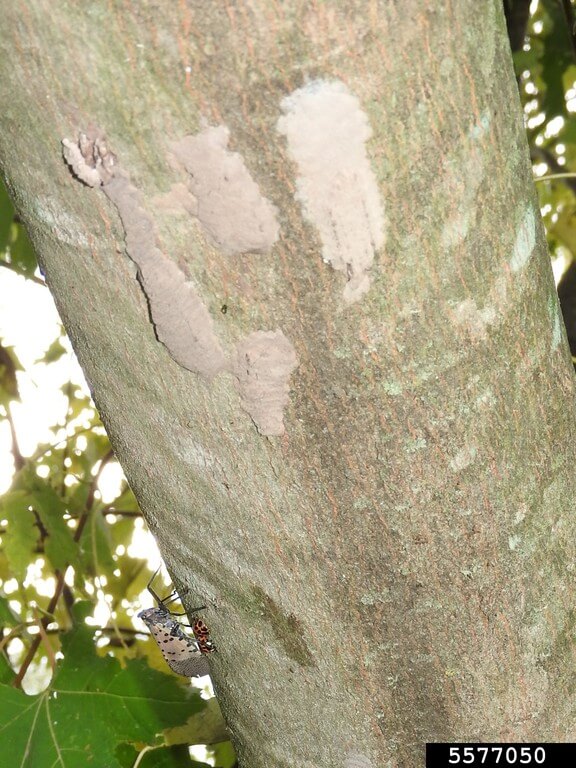 Spotted Lanternfly