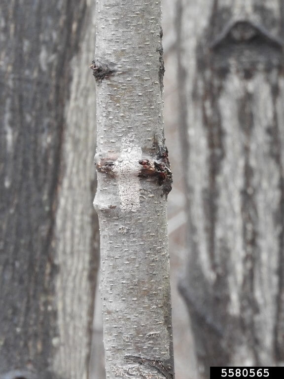 Spotted Lanternfly