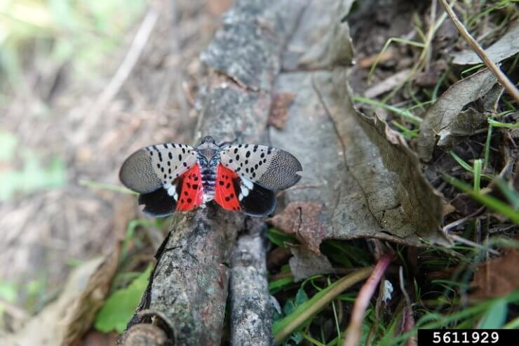 Spotted Lanternfly