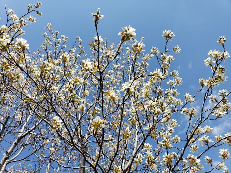 Amelanchier Spring Glory 