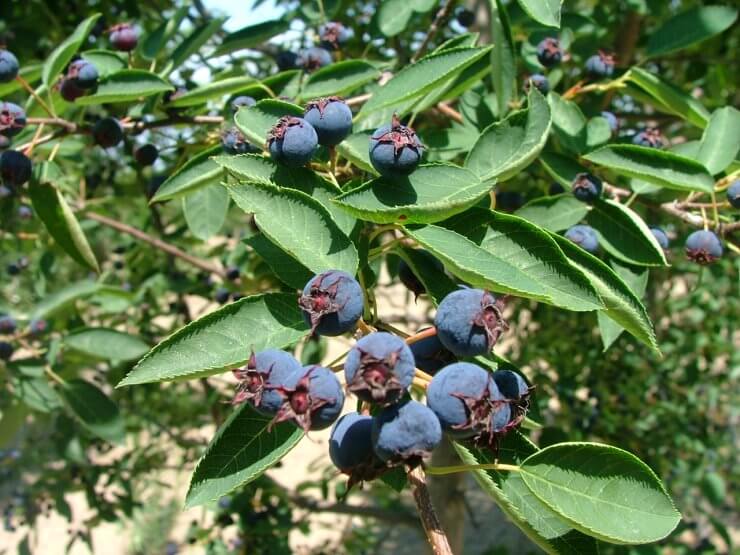 Amelanchier Spring Glory fruit