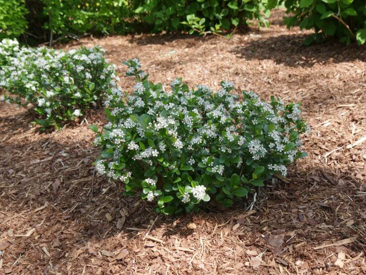 Aronia Low Scape Mound 