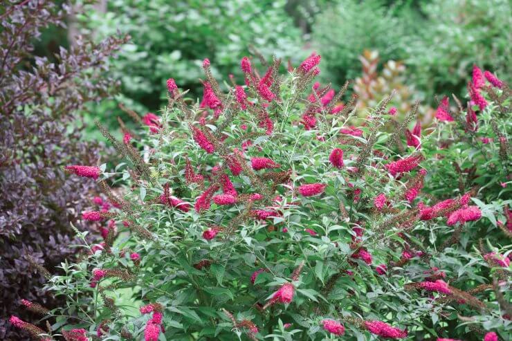 Buddleia Miss Molly