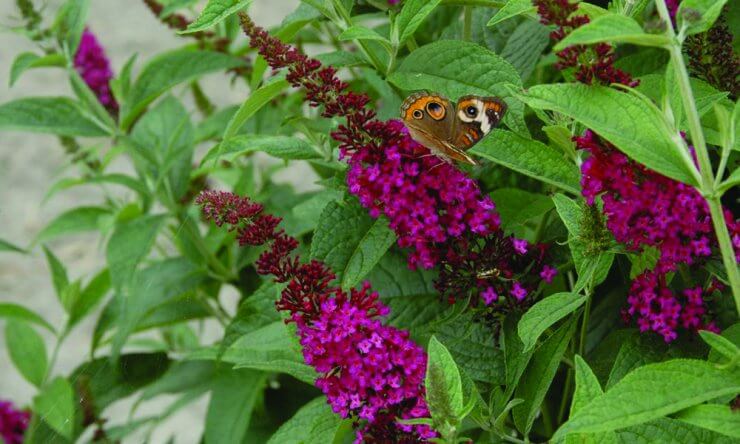 A pollinator on super drought tolerant shrub, ‘Miss Molly’ butterfly bush.