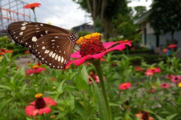 The Most Popular Plants for Butterfly Gardens