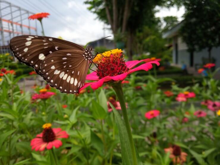 Butterflies eat flower nectar