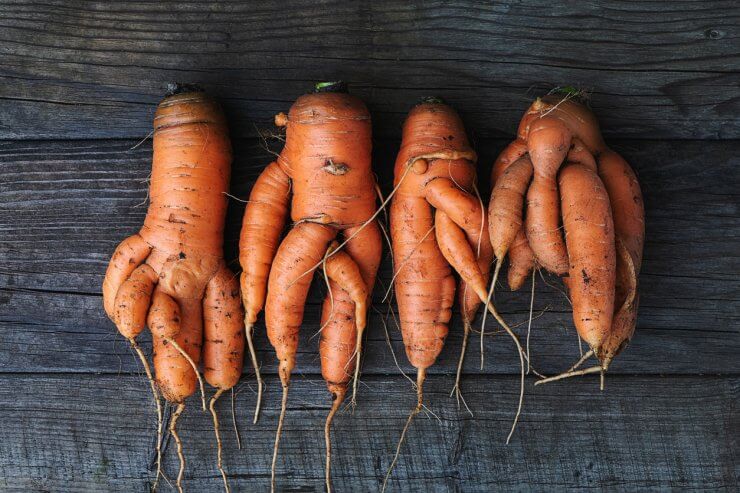 Carrots with twisted roots on wooden table