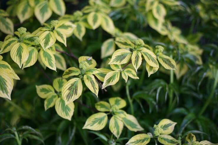 Cornus Golden Shadows 