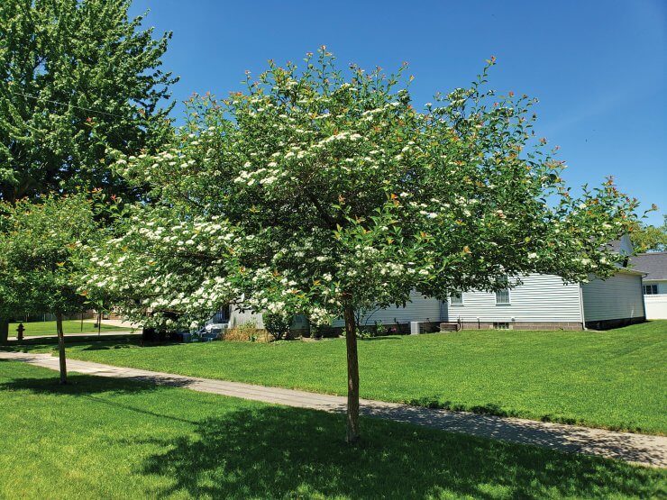 Crataegus Crusader