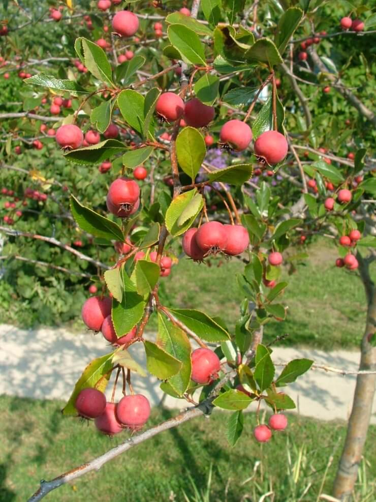 Crataegus Crusader fruit