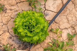 Lettuce Beat the Heat: Your Guide to Planting Heat-Tolerant Lettuce