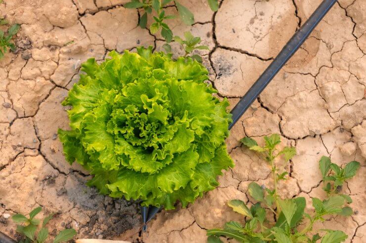 Green Lettuce