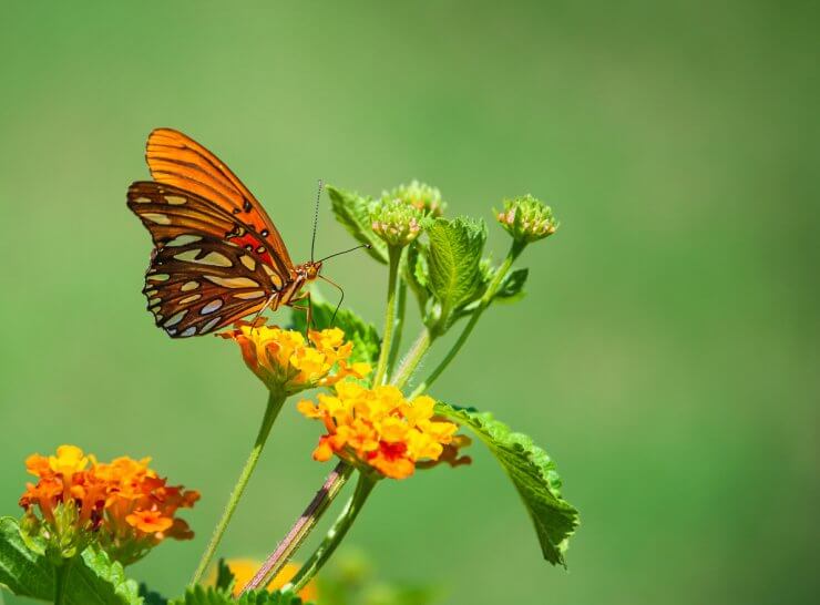 Gulf Fritillary butterfly feeding on lantana flowers