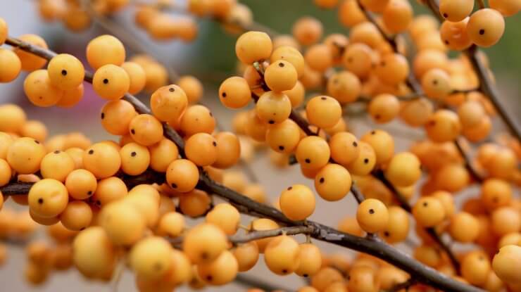 Ilex verticillata Berry Heavy Gold 