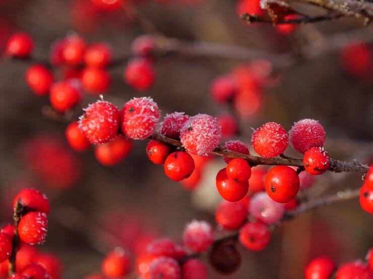 Ilex verticillata Berry Heavy