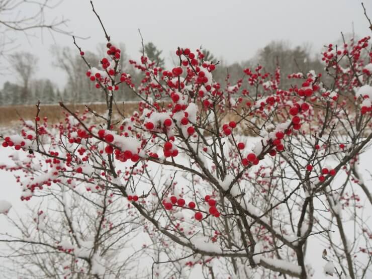 Ilex verticillata Berry Heavy