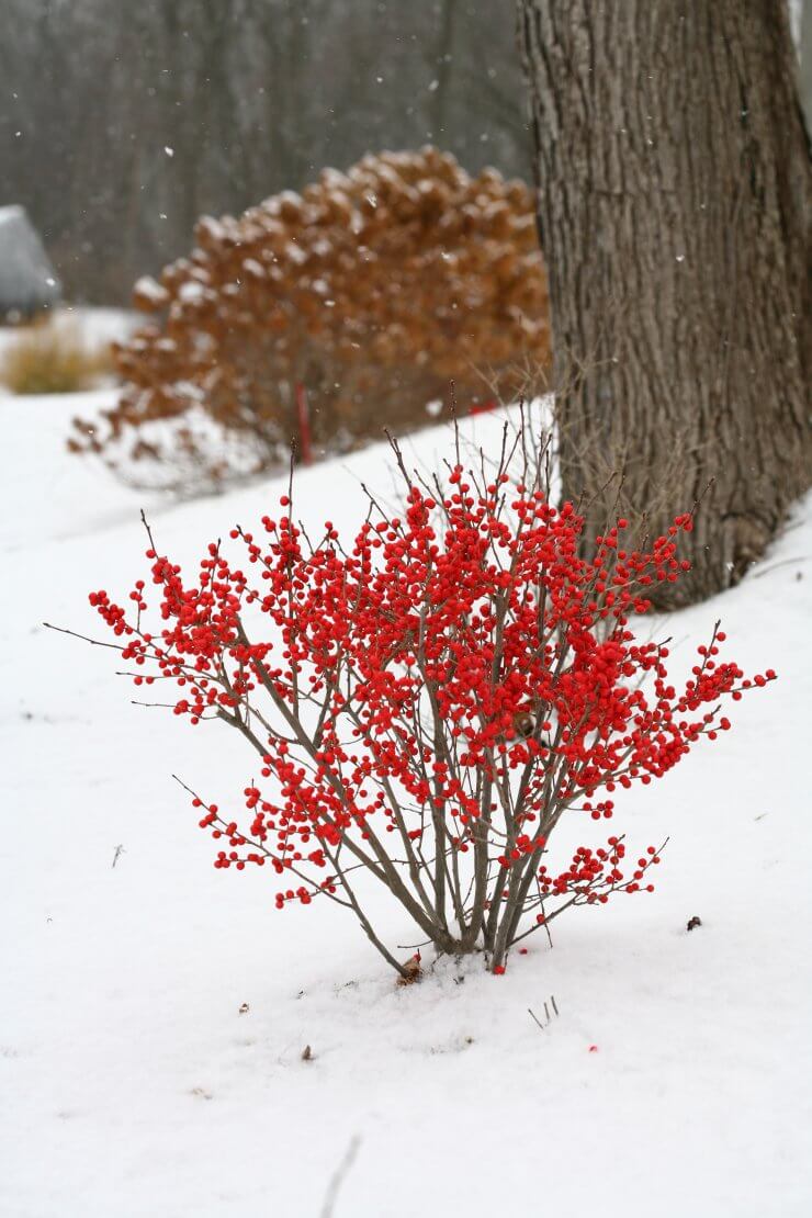 Ilex verticillata Berry Poppins