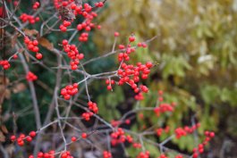 Embracing the Beauty of Winterberry Holly