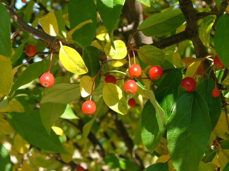 Malus Lollipop fruit