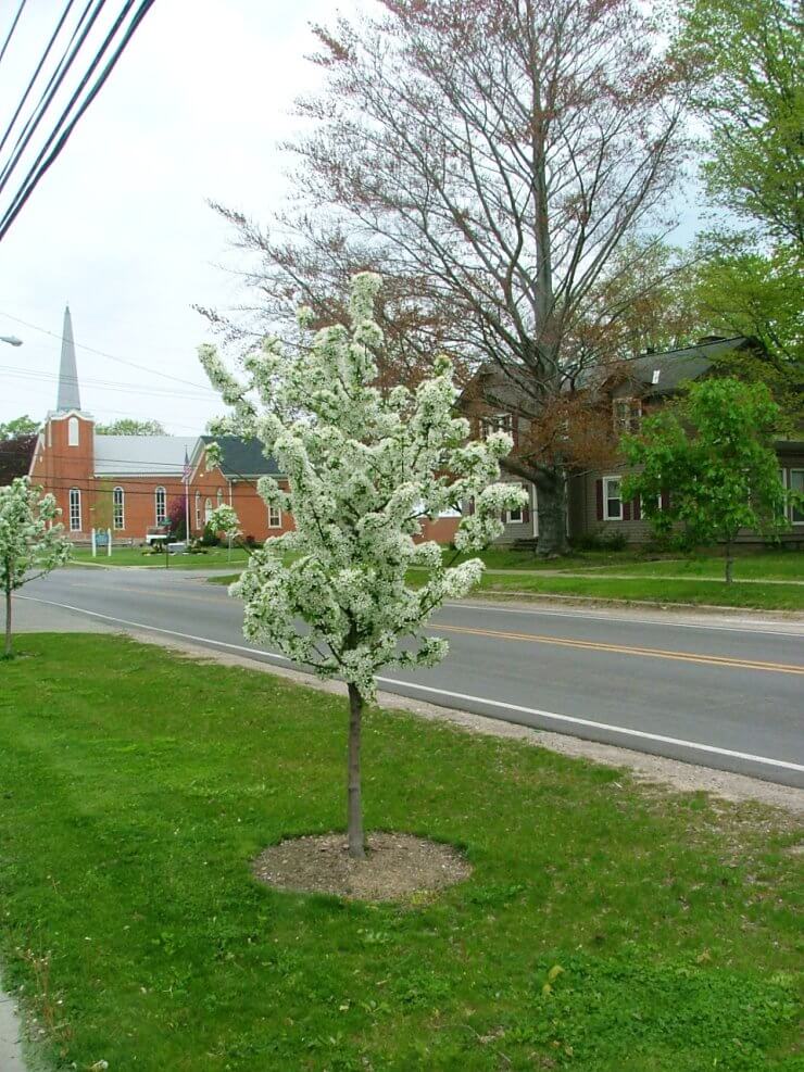 Malus Sweet Sugar Tyme flowering tree