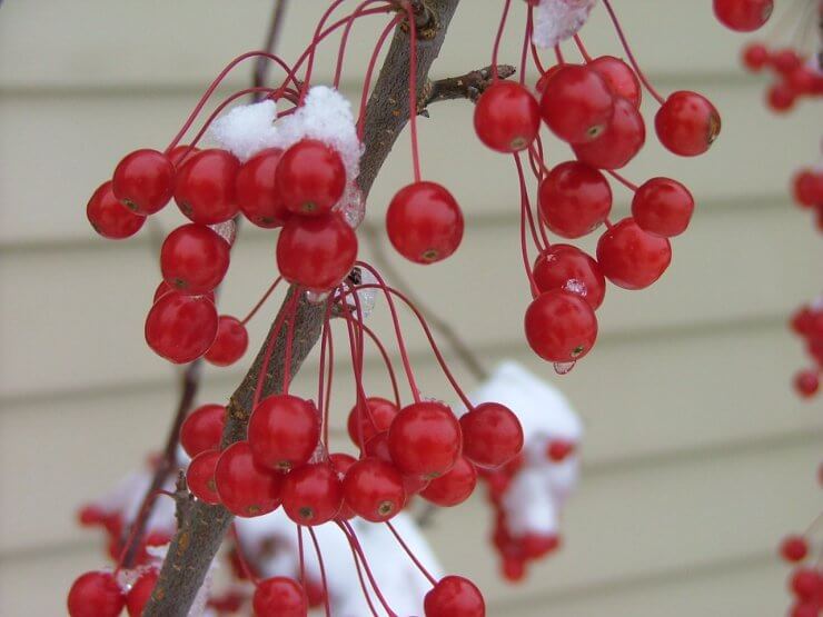 Malus Sweet Sugar Tyme winter fruit