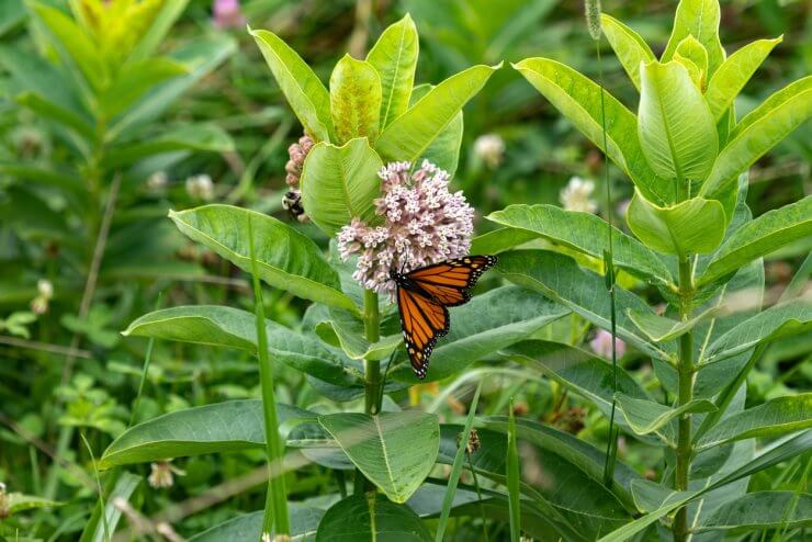 Monarch Butterfly On Milkweed