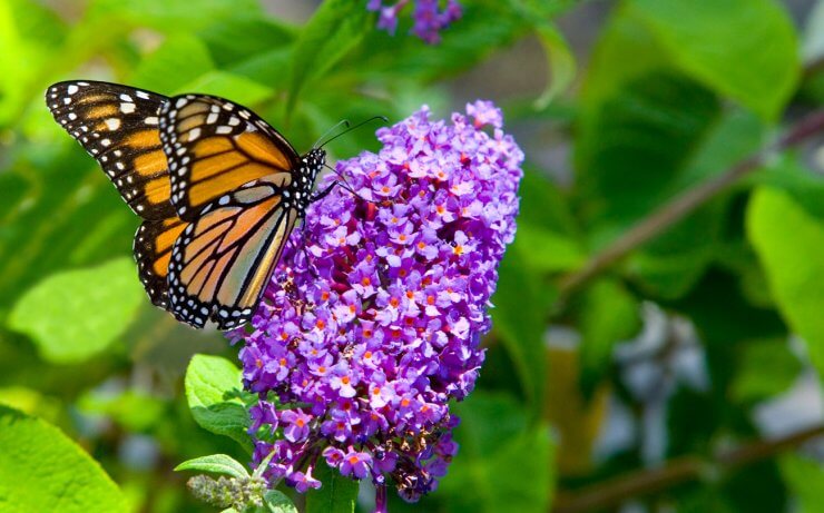 Monarch on Butterfly Bush