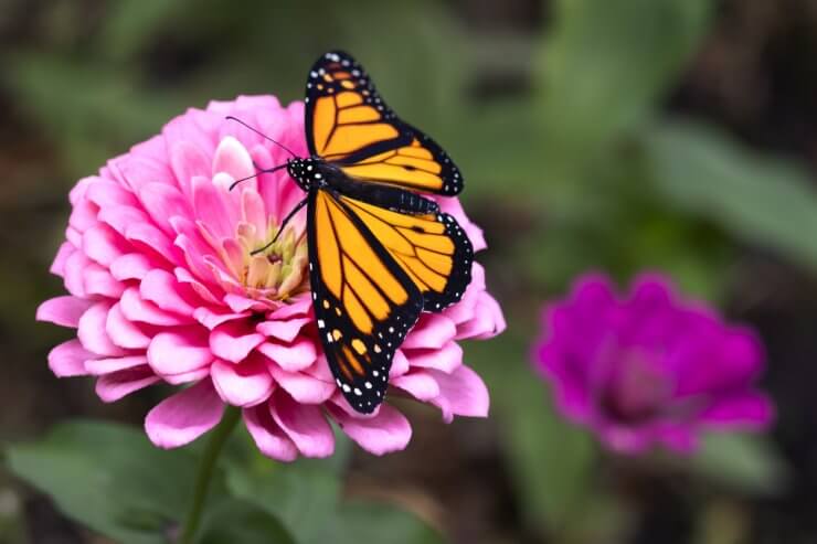 Monarch on Zinnia