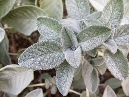 How Do I Overwinter My Sage Plant?