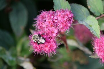 3 Tips for Drought-Tolerant Gardening