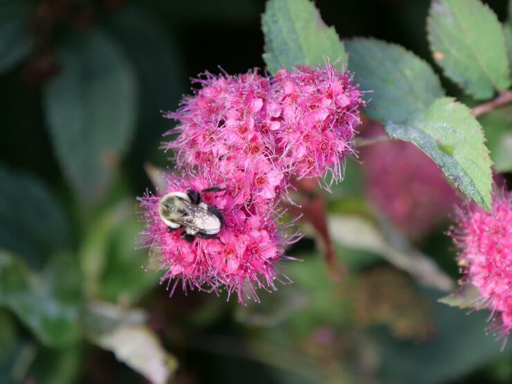 Spiraea Double Play Doozie