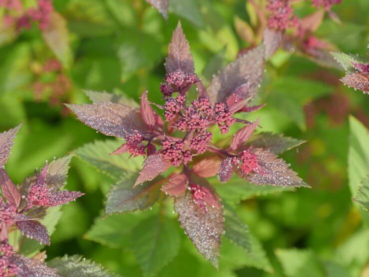 Spiraea Double Play Doozie