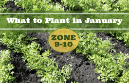 What to Plant in January in Zones 9-10