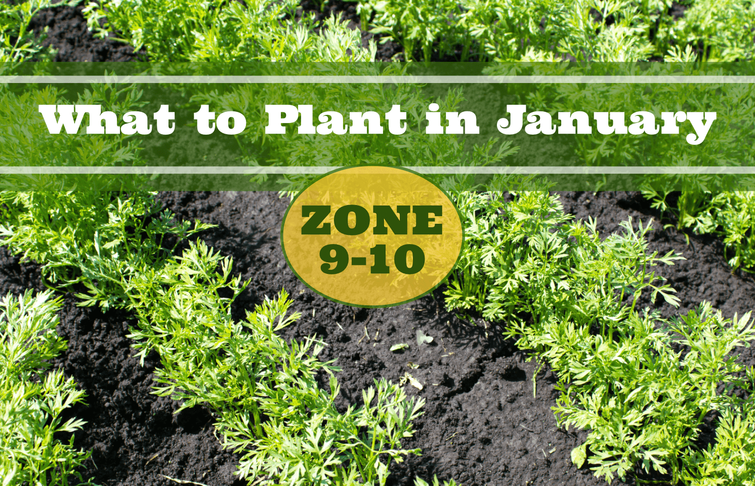 What to Plant in January in Zones 9-10 - Food Gardening Network