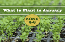 What to Plant in January in Zones 4-6